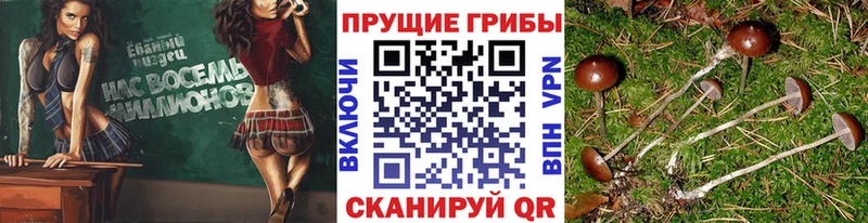 Псилоцибиновые грибы Psilocybine cubensis  Купить закладки  Камышлов 